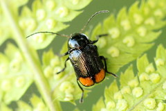 Cryptocephalus biguttatus