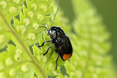 Cryptocephalus biguttatus