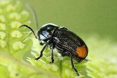 Cryptocephalus biguttatus