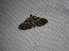 Eupithecia pulchellata