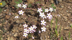 Leptosiphon parviflorus