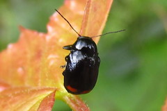 Cryptocephalus biguttatus