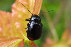 Cryptocephalus biguttatus