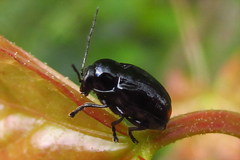 Cryptocephalus biguttatus