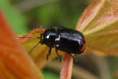 Cryptocephalus biguttatus