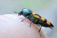 Castiarina flavopicta