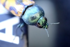Castiarina flavopicta