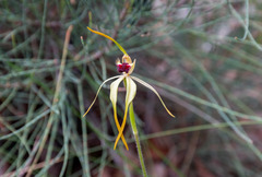Caladenia longiclavata