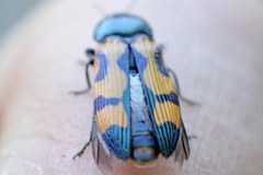 Castiarina flavopicta