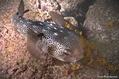 Spotfin Burrfish photo 2