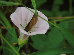 Calystegia hederacea