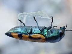 Castiarina flavopicta