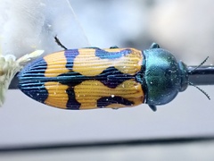 Castiarina flavopicta