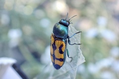 Castiarina flavopicta