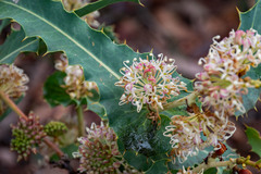 Hakea amplexicaulis
