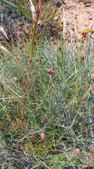 Heterolepis peduncularis