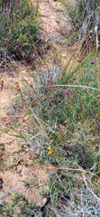Heterolepis peduncularis