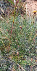 Heterolepis peduncularis