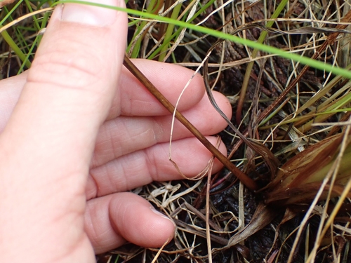 Image of Plantago macrocarpa by no rights reserved