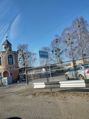 Viscum album