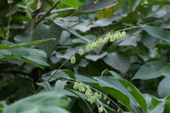 Crotalaria leptostachya