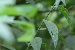 Crotalaria leptostachya