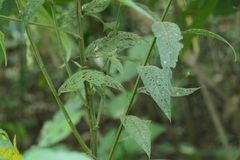 Crotalaria leptostachya