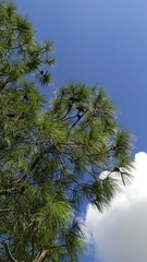 Pinus pseudostrobus apulcensis
