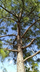 Pinus pseudostrobus apulcensis