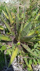 Agave kerchovei