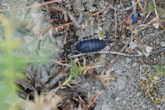 Porcellio hoffmannseggii