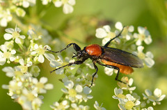Bibio hortulanus