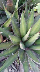 Agave convallis