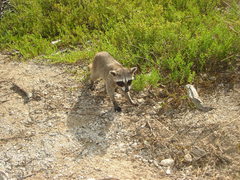Procyon pygmaeus