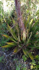 Agave convallis