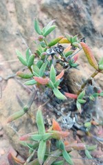 Trichodiadema gracile