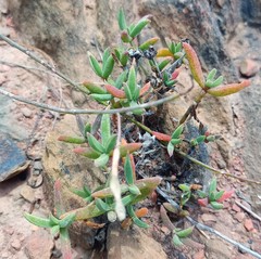 Trichodiadema gracile