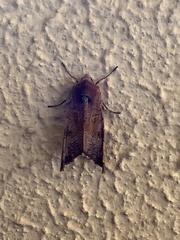 Phlogophora wollastoni