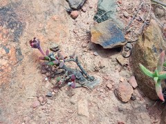 Trichodiadema gracile