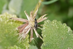 Hadrodemus