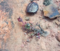 Trichodiadema gracile