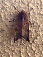 Phlogophora wollastoni