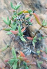 Trichodiadema gracile