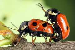 Cryptocephalus cordiger