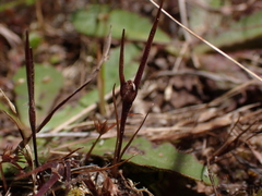 Centrolepis aristata