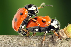 Cryptocephalus cordiger