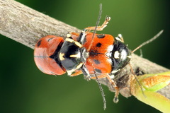 Cryptocephalus cordiger