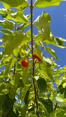 Malpighia mexicana
