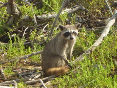 Procyon pygmaeus