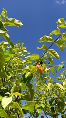 Malpighia mexicana
